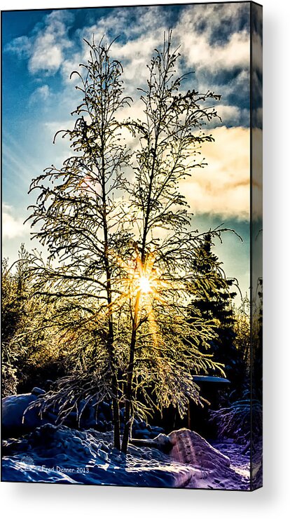 Birch Acrylic Print featuring the photograph Birch Frost by Fred Denner