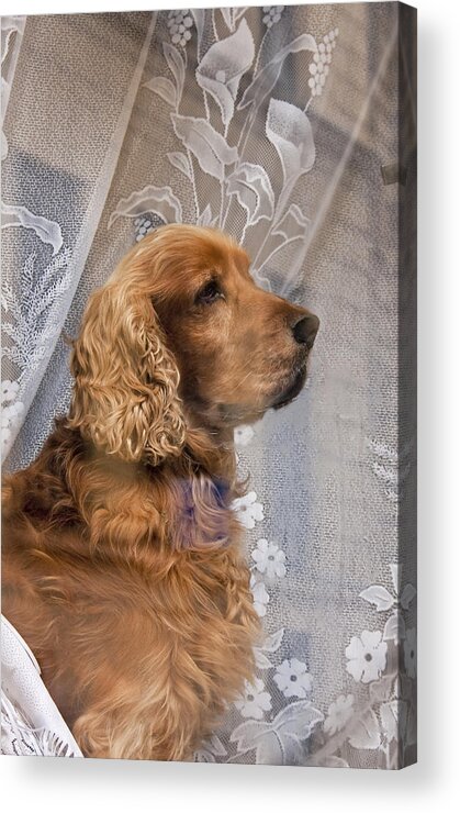 Dog Acrylic Print featuring the photograph Dog in window by Dennis Cox