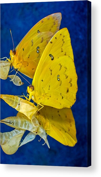 Insects Acrylic Print featuring the photograph Go Blue by Winnie Chrzanowski