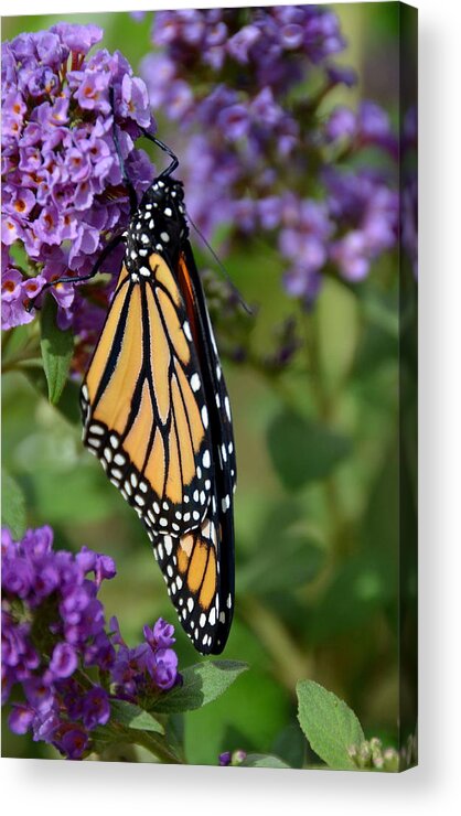 Butterfly Acrylic Print featuring the photograph Nature's Color Match by Susan Stephenson