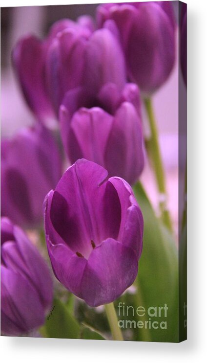 Purple Tulips Acrylic Print featuring the photograph Purples Line by Yumi Johnson