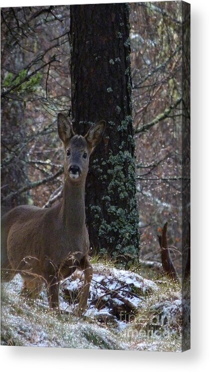 Roe Buck Acrylic Print featuring the photograph Roe Deer - Surprise Encounter by Phil Banks