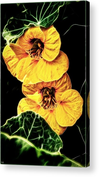 Nasturtium Acrylic Print featuring the photograph Two Shy Sisters fractal by Weston Westmoreland