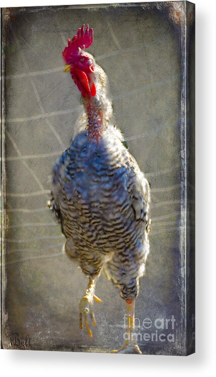Rooster Acrylic Print featuring the photograph Down Home at Gail's Farm No.3 by Christine Belt