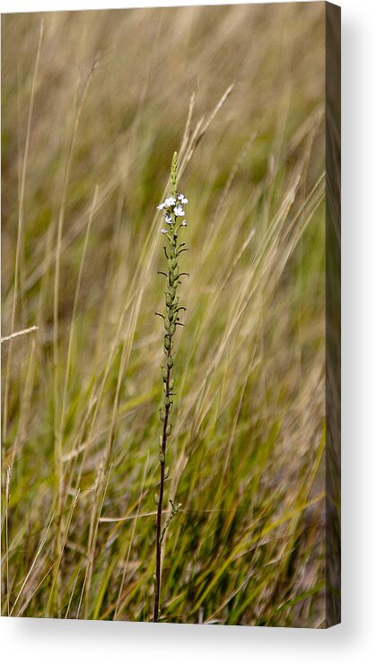 Wild Flower Acrylic Print featuring the photograph Flower in the grass. by Carole Hinding
