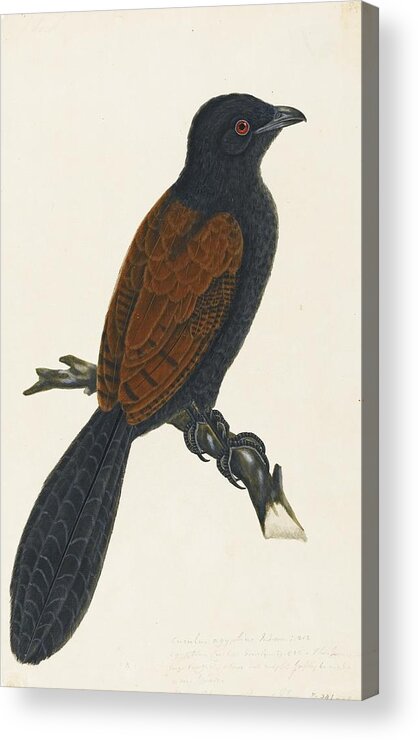 A Crow-pheasant Or Coucal Acrylic Print featuring the painting A crow-pheasant or coucal by Company School