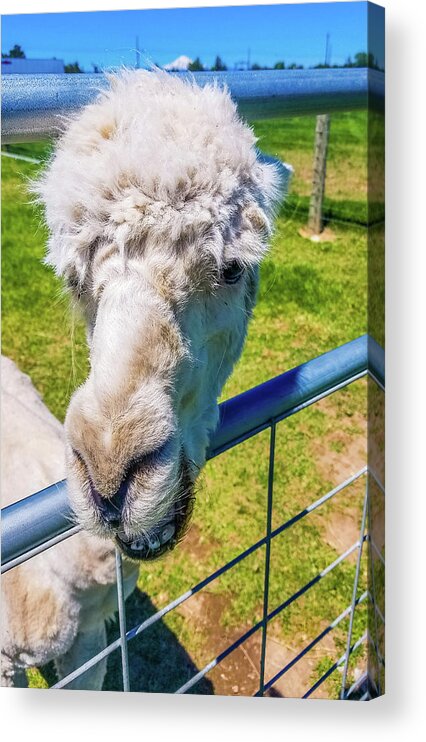 Alpaca Acrylic Print featuring the photograph Alpaca Yeah by Jonny D