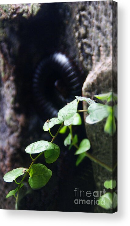 Millipede Acrylic Print featuring the photograph Arthropoda by Linda Shafer