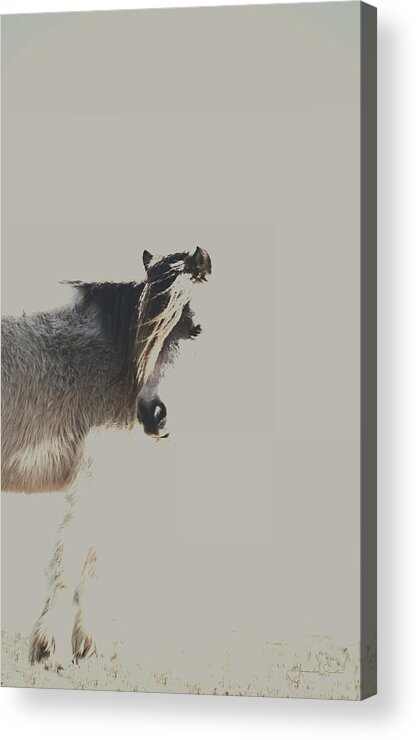 Brown Acrylic Print featuring the photograph Brown Eyes and a Winter Coat by Amanda Smith