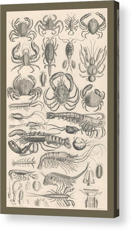 Antique Prints Acrylic Print featuring the drawing Crustacea by Dreyer Wildlife Print Collections 