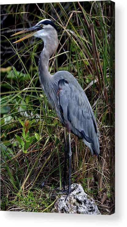 Bird Acrylic Print featuring the photograph Hidden in the Reeds by Richard Ortolano