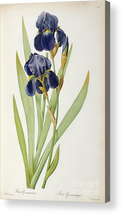 Iris Acrylic Print featuring the painting Iris Germanica by Pierre Joseph Redoute