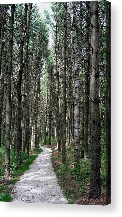 Woods Acrylic Print featuring the photograph Lone Birch by Terence McSorley