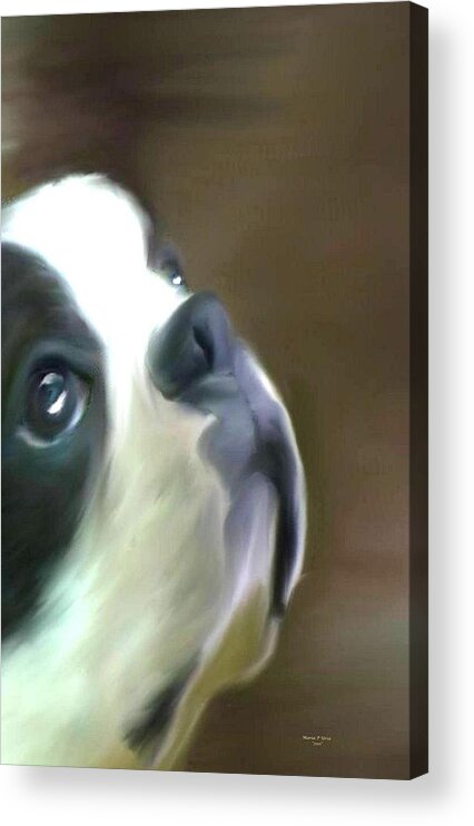 Boston Terrier Acrylic Print featuring the painting Love of a Boston by Maria Urso