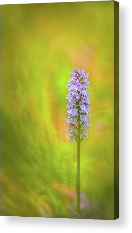 Dof Acrylic Print featuring the photograph Moorland spotted orchid - beautiful wild flower by Dirk Ercken