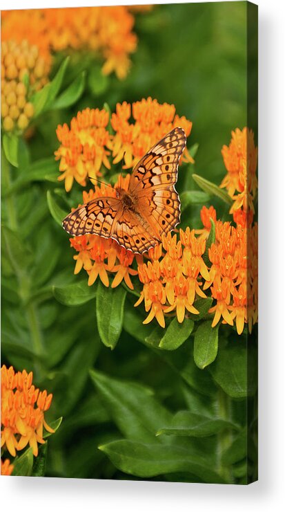 Variegated Fritillary Acrylic Print featuring the photograph Orange Splendor by Betty LaRue