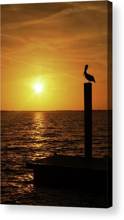 Pelican Acrylic Print featuring the photograph Pelican Dream by Stoney Lawrentz