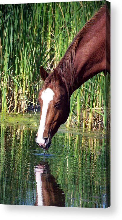 Horse Acrylic Print featuring the photograph Reflection by Tracy Siebels