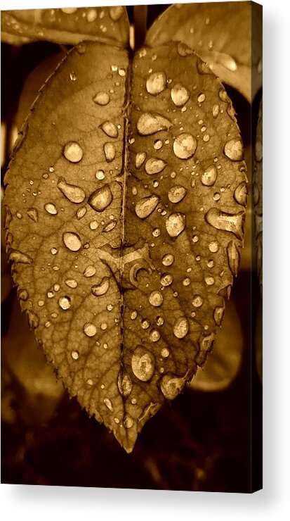Floral Acrylic Print featuring the photograph Rose Leaf in sepia by Alexis King-Glandon