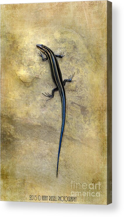 Lizard Acrylic Print featuring the photograph Skink by Kathy Russell