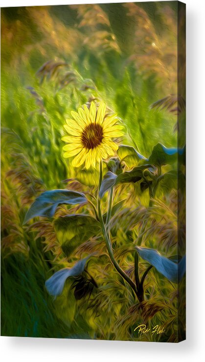 Flower Acrylic Print featuring the photograph Stylized Sunflower by Rikk Flohr