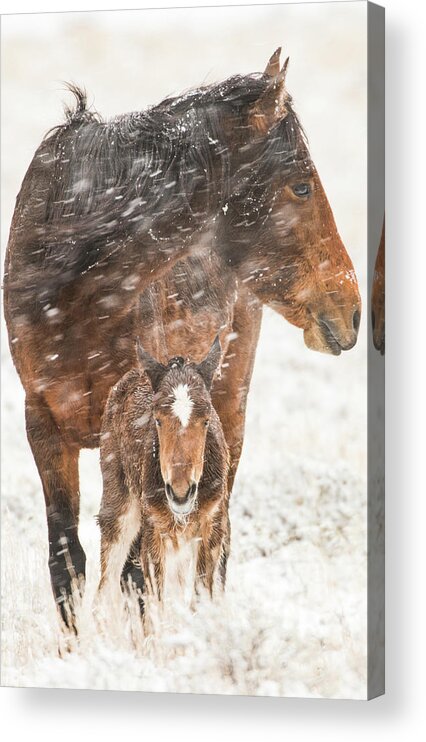 Wild Horses Acrylic Print featuring the photograph Treasure and Storm by John T Humphrey