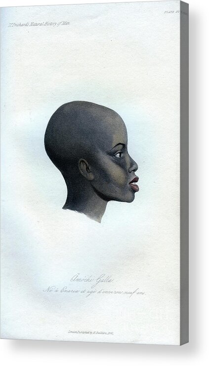 Engraving Acrylic Print featuring the drawing Amochi Galla, A Portrait Of A Galla by Print Collector