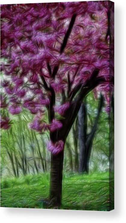 Cherry Blossom Tree Acrylic Print featuring the photograph Cherry Blossom Tree by Crystal Wightman