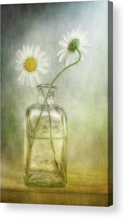 Fragility Acrylic Print featuring the photograph Daisies by Mandy Disher Photography