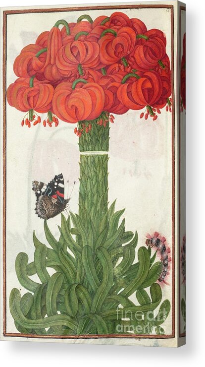Bouquet Acrylic Print featuring the drawing Florilegium Page 18 Verso Boquet by Heritage Images