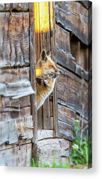 2015 Acrylic Print featuring the photograph Butterfly Kisses by Kevin Dietrich