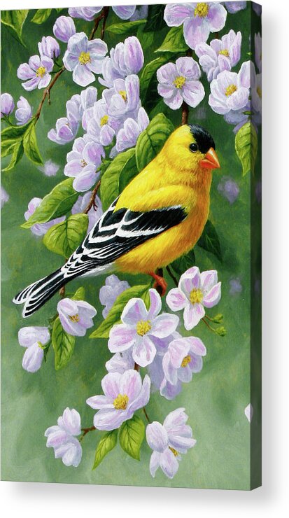 Bird Acrylic Print featuring the painting Male American Goldfinch and Apple Blossoms by Crista Forest