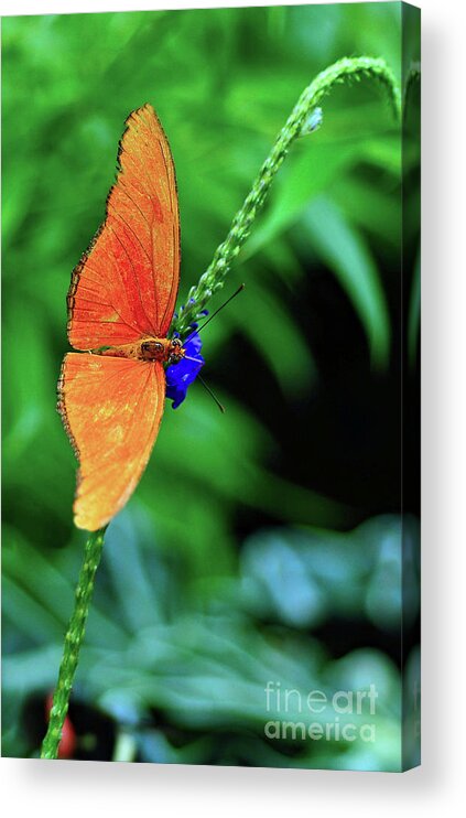 Butterfly Acrylic Print featuring the photograph Orange Julia Butterfly by Elaine Manley