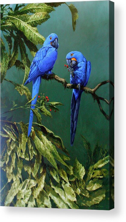Macaws Acrylic Print featuring the photograph Page 11 by Michael Jackson