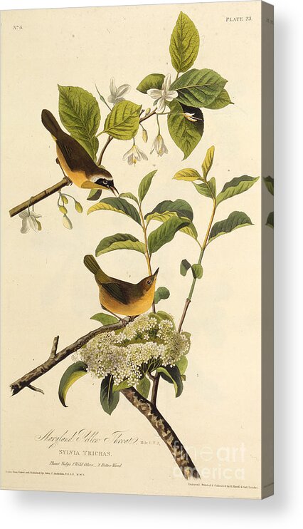 Painted Image Acrylic Print featuring the drawing The Maryland Yellowthroat by Heritage Images
