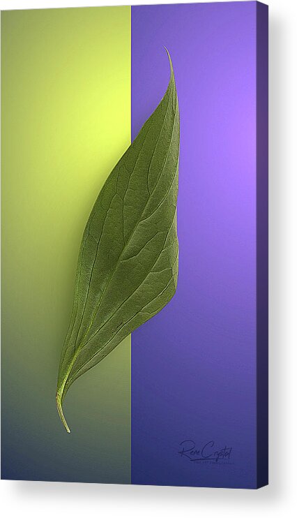 Floral Leaves Acrylic Print featuring the photograph A Long, Tall Peony Leaf by Rene Crystal