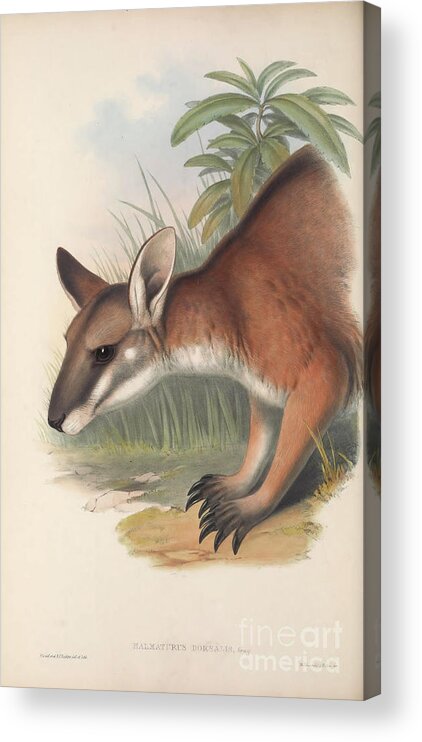 Macropod Acrylic Print featuring the drawing black-striped wallaby Notamacropus dorsalis c4 by Historic Illustrations