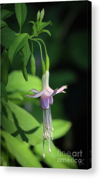 Flower Acrylic Print featuring the photograph Dancing Hummingbird Fuchsia by D Lee