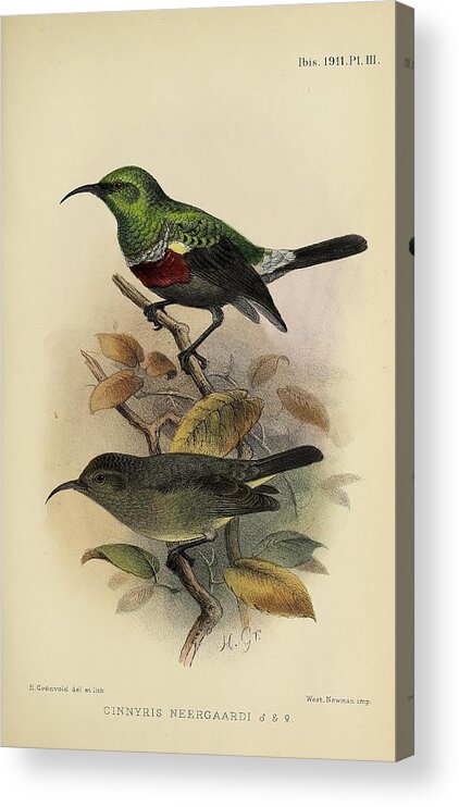 Birds Acrylic Print featuring the mixed media Neergaard's Sunbird, cinnyris neergaardi by World Art Collective