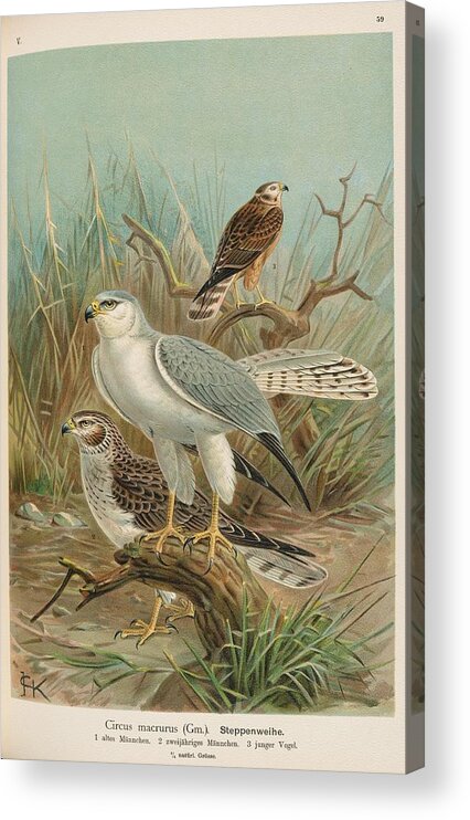 Raptor Acrylic Print featuring the mixed media Pallid Harrier, circus macrurus by World Art Collective