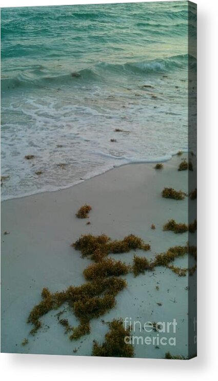 Destin Florida Acrylic Print featuring the photograph Sea Kelp by Expressions By Stephanie