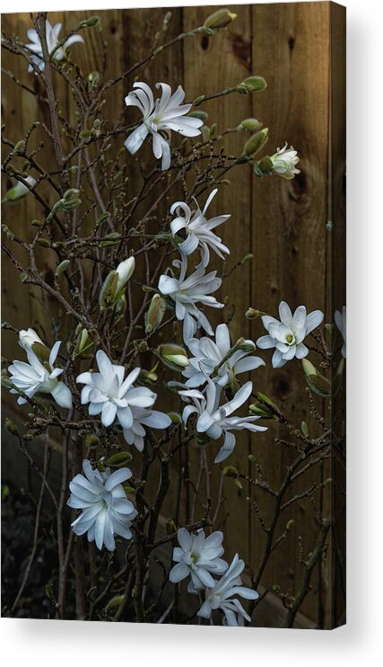 Magnolia Acrylic Print featuring the photograph Springtime Magnolia by Jeff Townsend