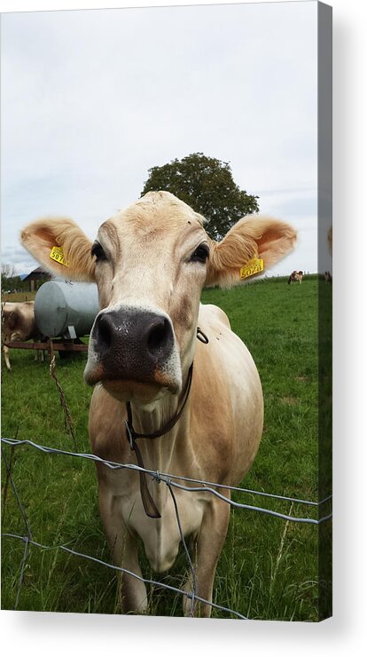 Swiss Acrylic Print featuring the photograph Swiss cow by Joelle Philibert