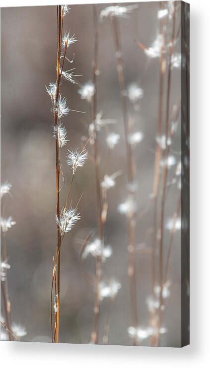 Tall Acrylic Print featuring the photograph Tall Grass With White Seeds by Karen Rispin