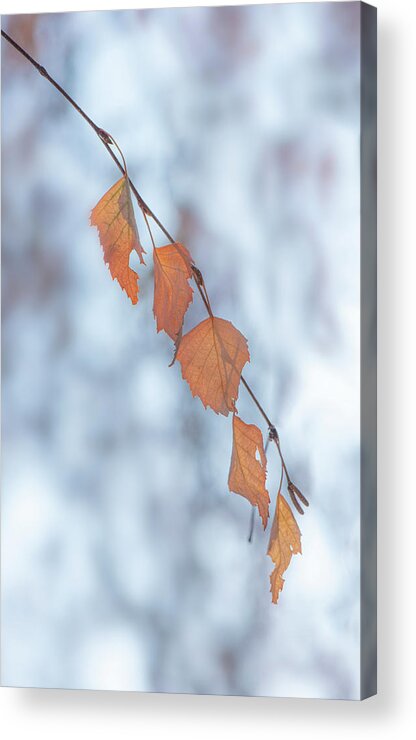 Winter Acrylic Print featuring the photograph Winter Weeping Birch Leaves by Karen Rispin