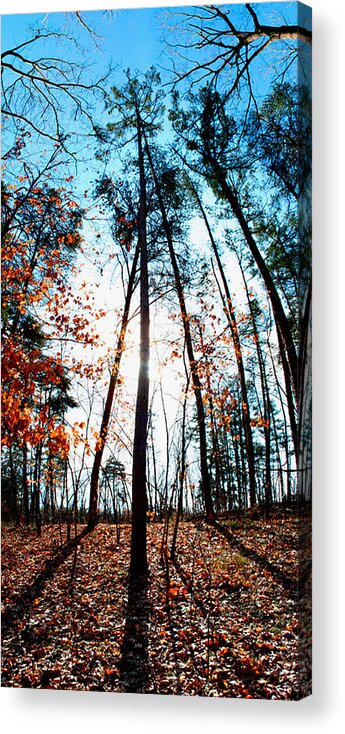  Acrylic Print featuring the photograph Mark Twain Forest #1 by Jon Emery