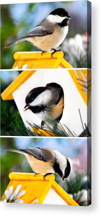 Chickadee Acrylic Print featuring the mixed media Chickadees Triptych by Christina Rollo
