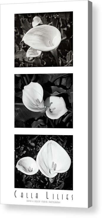 Collage Acrylic Print featuring the photograph Calla Lilies Vertical with Title and Nameplate by David Doucot