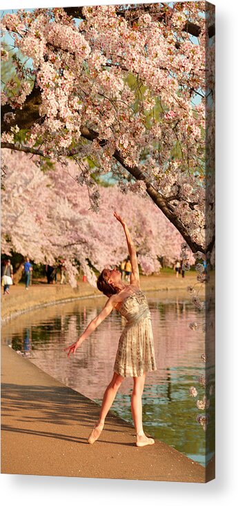 Architectural Acrylic Print featuring the photograph Cherry Blossoms 2013 - 077 by Metro DC Photography