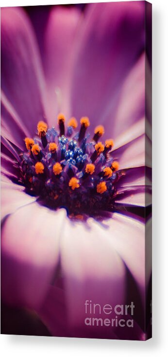 Blossom Acrylic Print featuring the photograph Pink Velvet by Hannes Cmarits